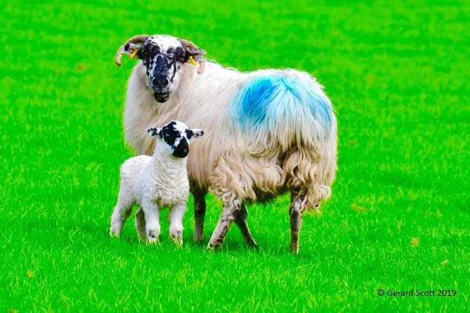 The Best Two Day Tours in Ireland: The Ring of Kerry and Dingle Slea Head Tours - Dingle Peninsula Highlights