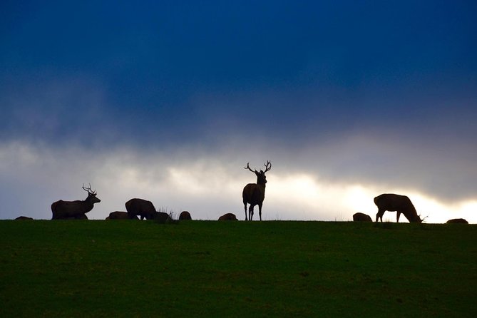 The Best Two Day Tours in Ireland: The Ring of Kerry and Dingle Slea Head Tours - Killarney National Park