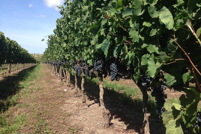 The Best Wine Tour - Exceptional Customer Reviews