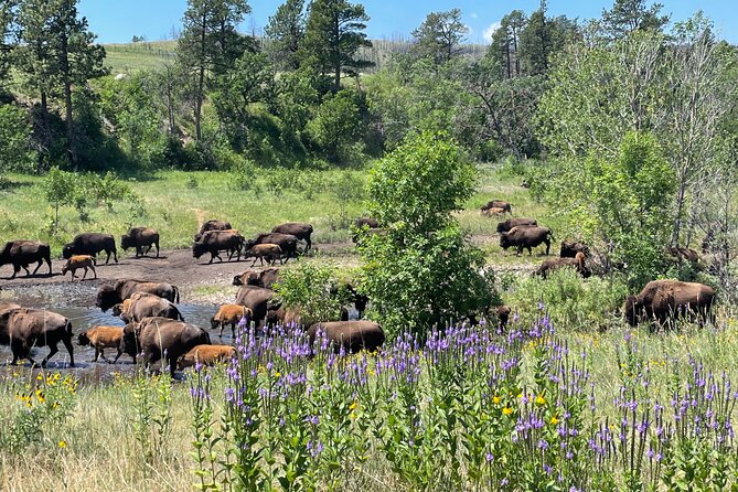 The Black Hills Full Monty: Stories in Stone - Native American History Lessons