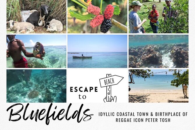 The Bluefields Experience: Organic Farm, Beach & Coral Reef - Marveling at the Coral Reef