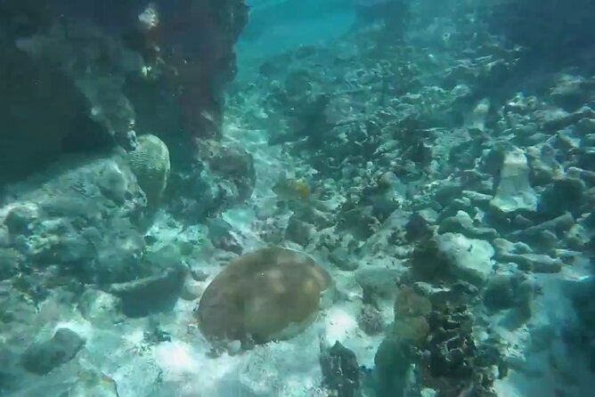 The Bluefields Experience: Organic Farm, Beach & Coral Reef - Transportation and Amenities Included