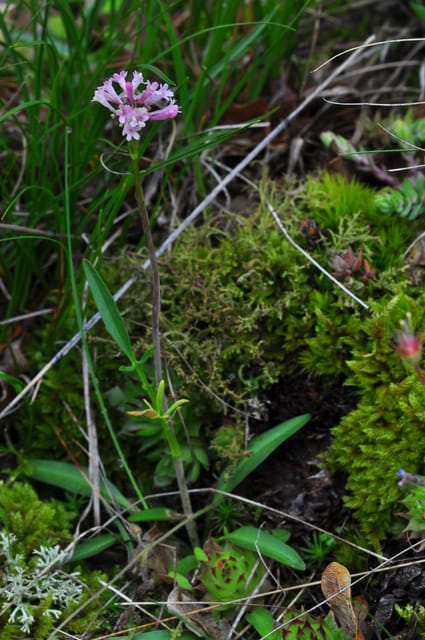THE BOTANICAL GARDENS OF AOSTA VALLEY - Guided Tour Highlights