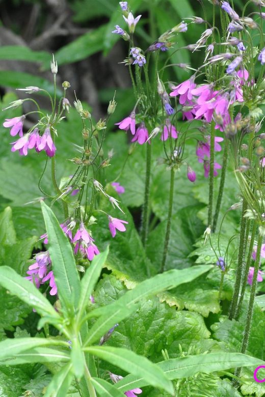 THE BOTANICAL GARDENS OF AOSTA VALLEY - Key Points