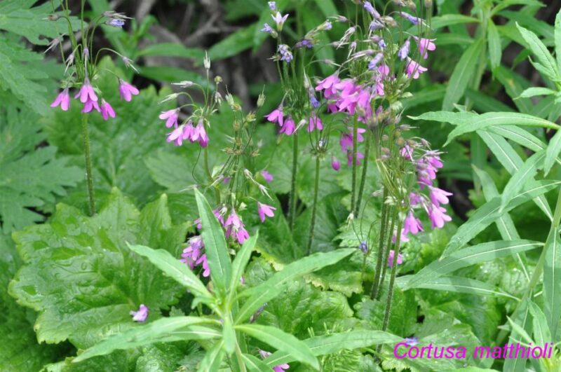 THE BOTANICAL GARDENS OF AOSTA VALLEY - Diverse Flora and Experiences