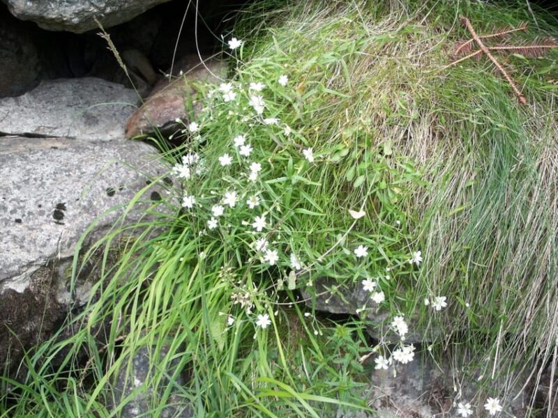 THE BOTANICAL GARDENS OF AOSTA VALLEY - Photography Opportunities