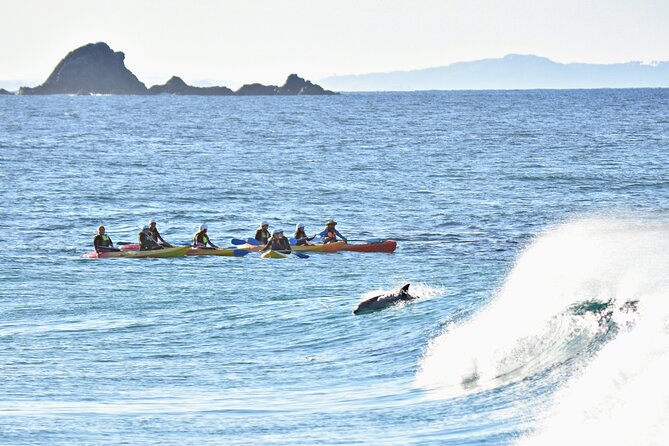 The Byron Bay Sea Kayak Tour - Swimming Opportunities
