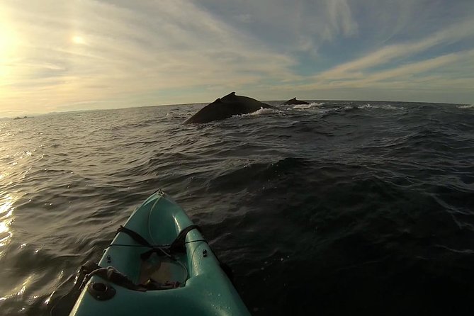 The Byron Bay Sea Kayak Tour - Booking Confirmation and Restrictions