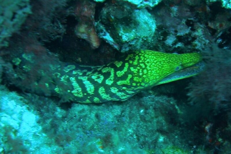 The Canteras Scuba Diving - Key Points