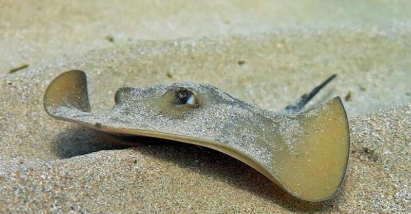 The Canteras Scuba Diving - Highlights of the Diving Experience