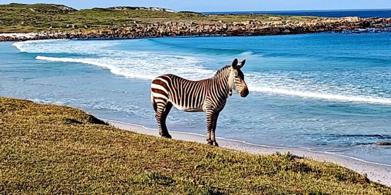 The Cape Peninsula: A Day of Coastal Elegance - Inclusions and Exclusions