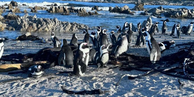 The Cape Peninsula: A Day of Coastal Elegance - Visiting Boulders Penguin Colony