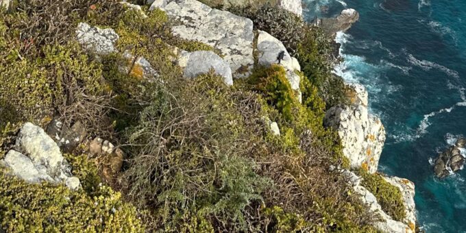 The Cape Peninsula: A Day of Coastal Elegance - Frequently Asked Questions