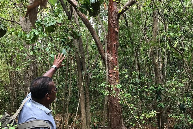 The Caravelle Hike in Martinique - Traveler Reviews and Testimonials