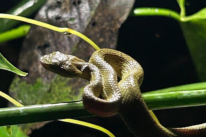 The Carpintera Night Tour San Jose Hidden Nocturnal Wildlife - Key Points