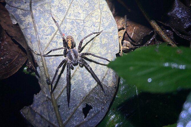 The Carpintera Night Tour San Jose Hidden Nocturnal Wildlife - Optical Equipment and Small Group Tour