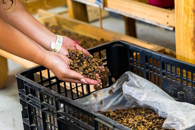 The Coffee Experience - Experience Highlights