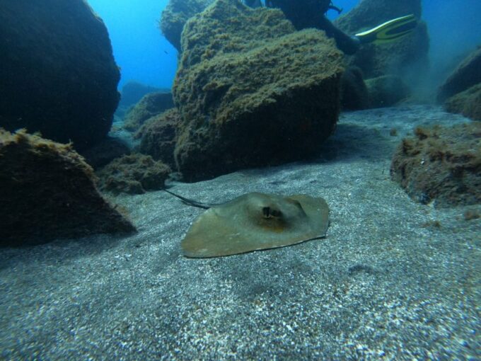 The Cookies: Tenerife Turtles and Rays Snorkeling Cruise - Marine Biologist Guide