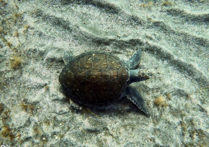 The Cookies: Tenerife Turtles and Rays Snorkeling Cruise - Frequently Asked Questions