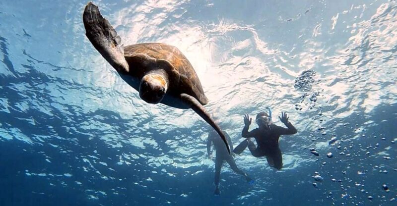 The Cookies: Tenerife Turtles and Rays Snorkeling Cruise - Inclusions
