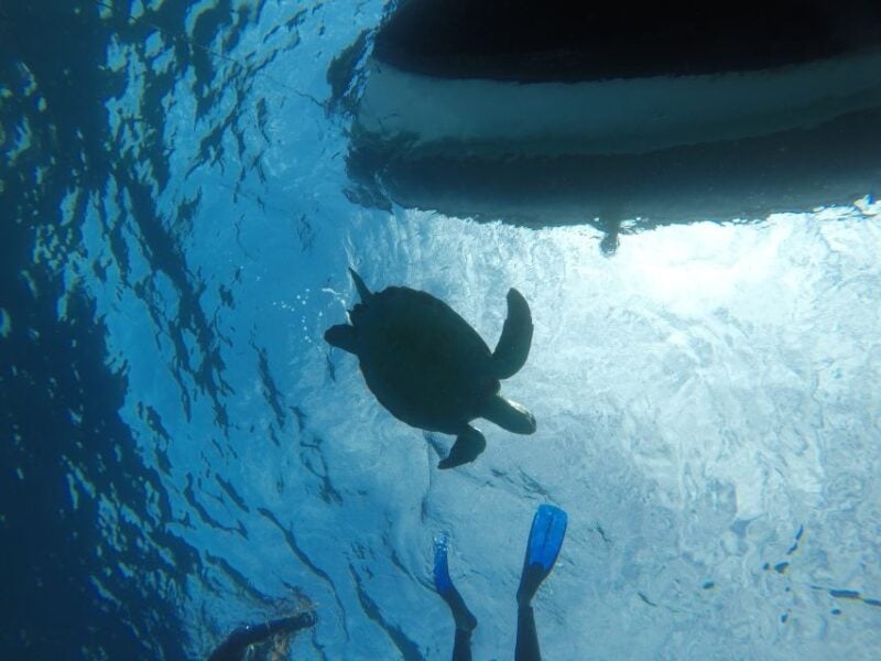 The Cookies: Tenerife Turtles and Rays Snorkeling Cruise - Booking and Cancellation