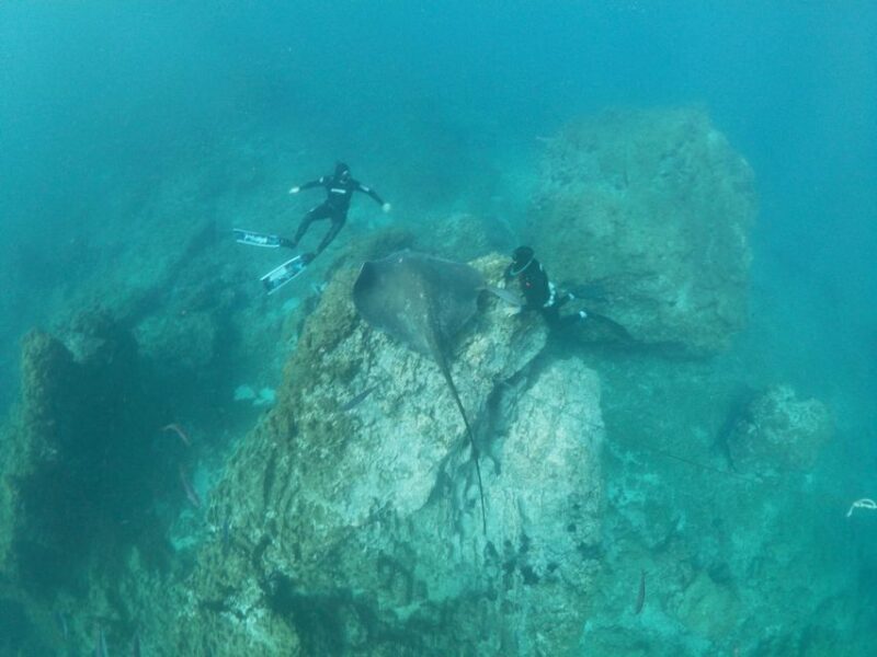 The Cookies: Tenerife Turtles and Rays Snorkeling Cruise - Additional Information