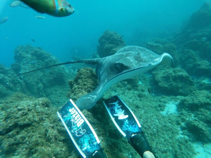 The Cookies: Tenerife Turtles and Rays Snorkeling Cruise - Departure Locations