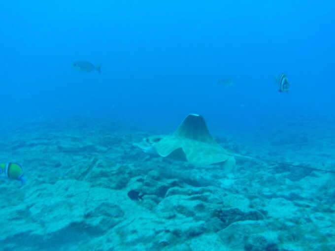 The Cookies: Tenerife Turtles and Rays Snorkeling Cruise - Frequently Asked Questions