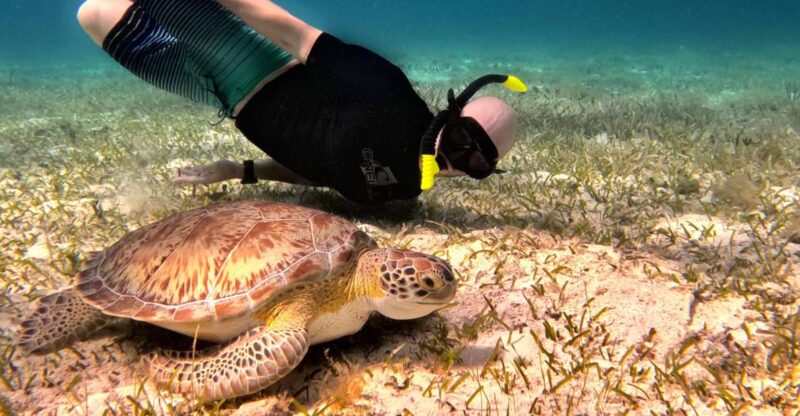 The Cozumel Turtle Sanctuary Snorkel Tour - Key Points