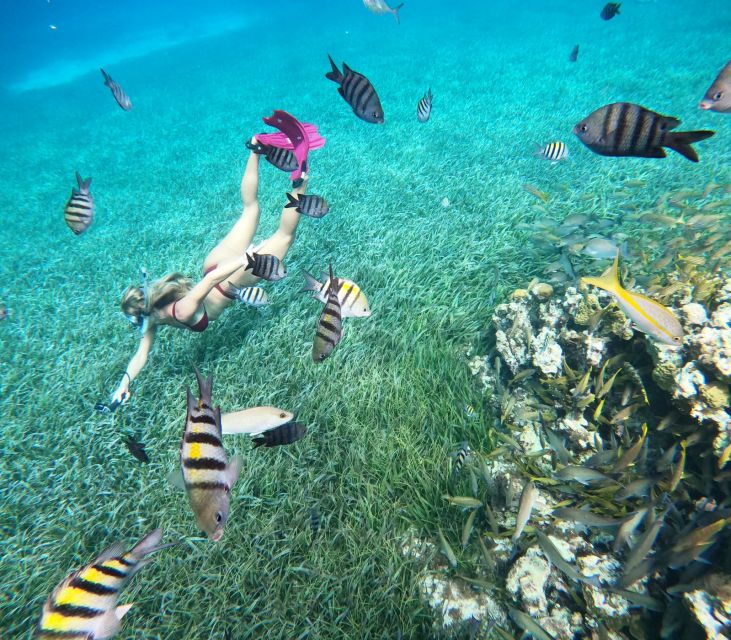 The Cozumel Turtle Sanctuary Snorkel Tour - Experience Highlights