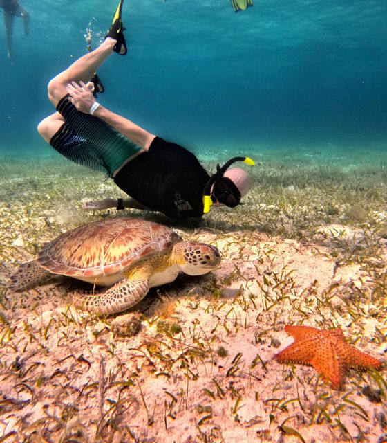 The Cozumel Turtle Sanctuary Snorkel Tour - Pickup and Logistics