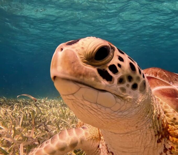 The Cozumel Turtle Sanctuary Snorkel Tour - Weather and Cancellation Policy