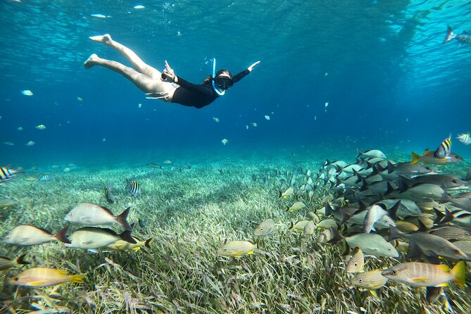 The Cozumel Turtle Sanctuary Snorkel Tour - Confirmation and Accessibility
