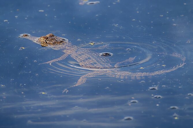 The Croc Bus to the Famous Jumping Crocodile Cruise - Pickup Location and Timing