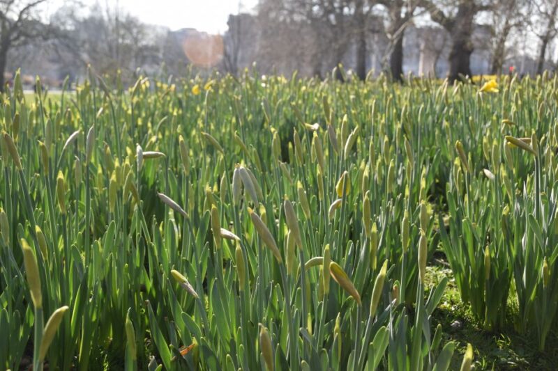 The Crown Walking Tour of London - The Crowns Inspiration