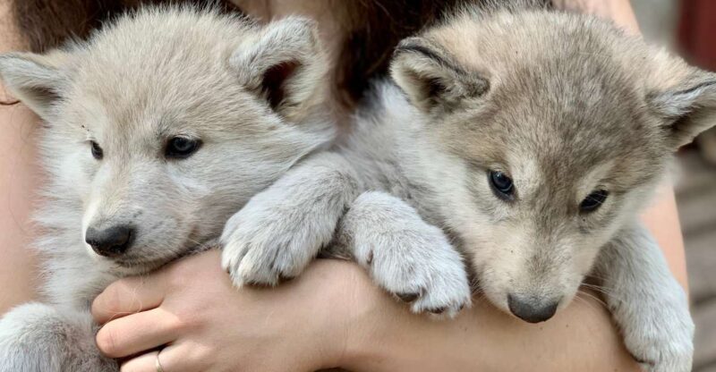 The Cuddly Wolf - Private Tour - Wolf Conservation Message