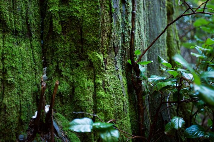 The Dark Secrets of Stanley Park Tour - Frequently Asked Questions