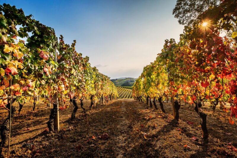 The Dosman: Winetasting in La Morra - Wine Selection and Tasting Highlights