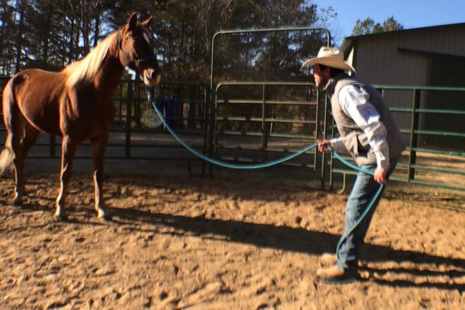 The Equine Experience - Key Points