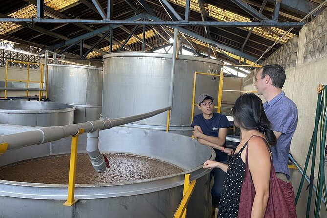 The Essence of Tequila Experience - Discovering Guadalajaras Vibrant Culture