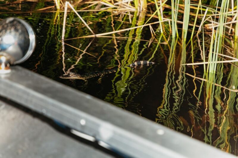 The Everglades: 1-Hour Airboat Night Tour - Experience Highlights