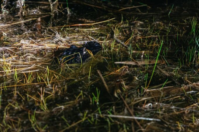 The Everglades: 1-Hour Airboat Night Tour - Frequently Asked Questions