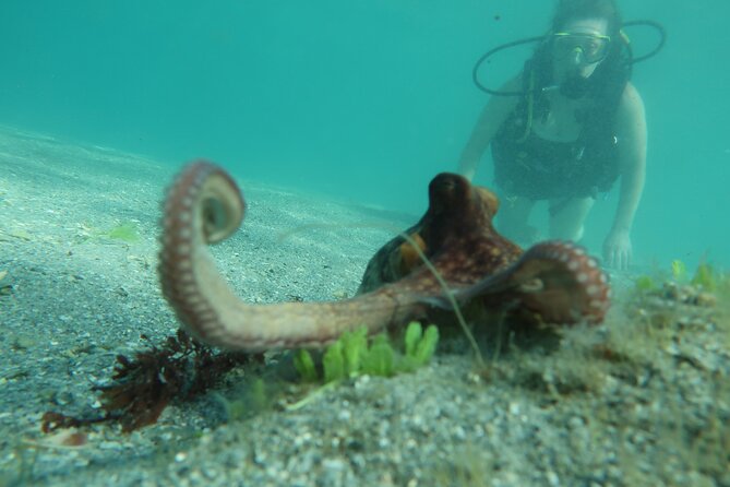 The Fastest SAFE Snorkeling in Florida With Insured Professional - Key Points