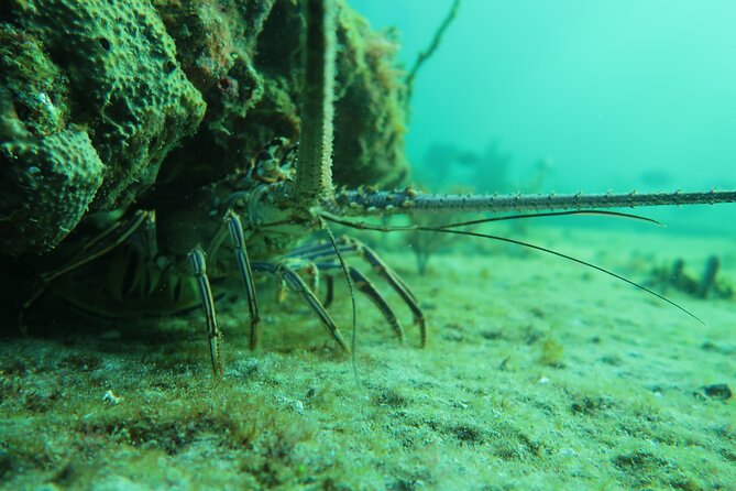 The Fastest SAFE Snorkeling in Florida With Insured Professional - Meeting and End Points