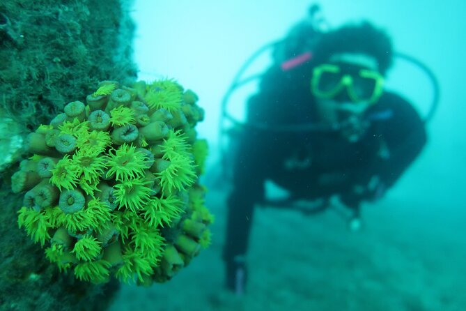 The Fastest SAFE Snorkeling in Florida With Insured Professional - Reviews and Pricing