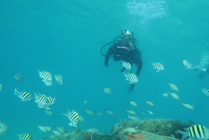 The Fastest SAFE Snorkeling in Florida With Insured Professional - Underwater Marine Life