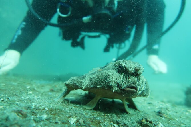 The Fastest SAFE Snorkeling in Florida With Insured Professional - Personalized Adventure Seeking