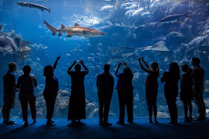 The Florida Aquarium in Tampa General Admission - Diverse Marine Life Exhibits