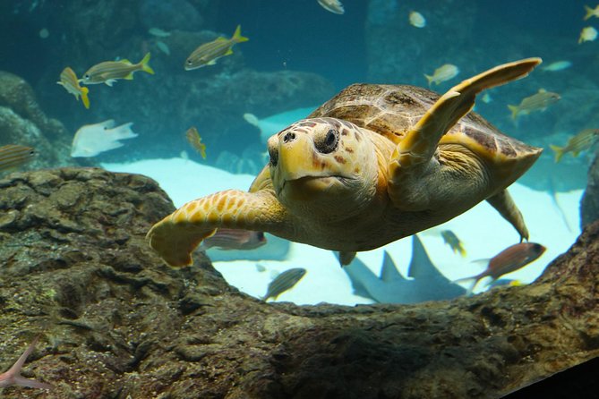 The Florida Aquarium in Tampa General Admission - Conservation and Education Efforts