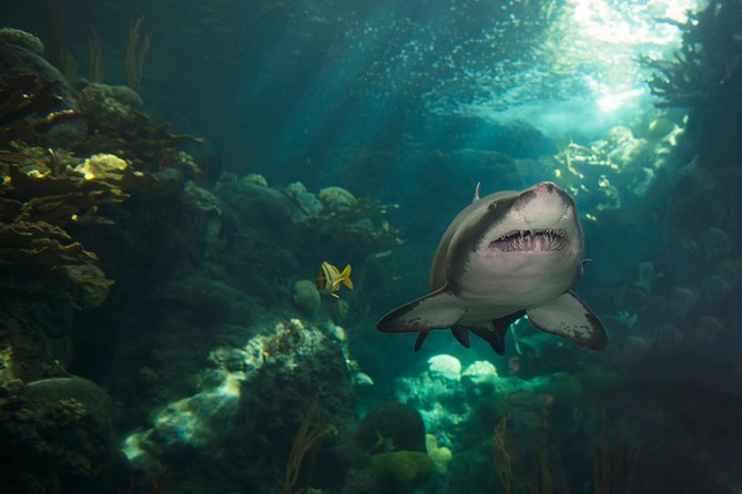 The Florida Aquarium in Tampa General Admission - Visitor Amenities and Facilities